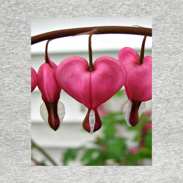 Bleeding Hearts by ARTWORKandBEYOND